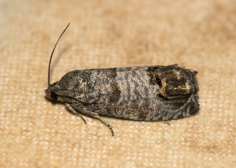 Cydia pomonella, Tortricidae